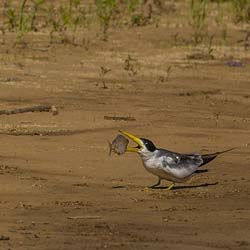 0355 Large-billed Tern 9J8E6687