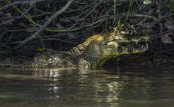 0357 Yacare Caiman 9J8E6710