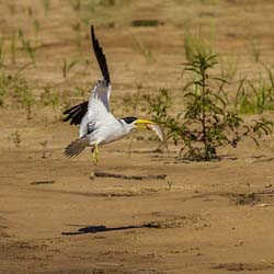 0358 Large-billed Tern 9J8E6690