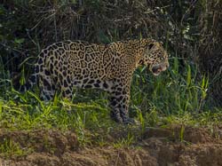 0360 Jaguar 9J8E6745