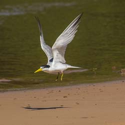 0361 Large-billed Tern 9J8E6691