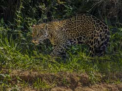 0362 Jaguar 9J8E6758