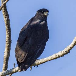 0363 Great Black Hawk 9J8E6784