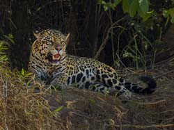 0364 Jaguar 9J8E6773