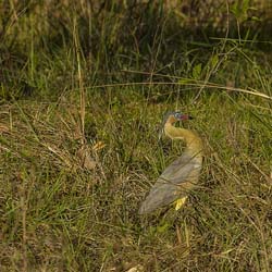 0365 Whistling Heron 9J8E6791