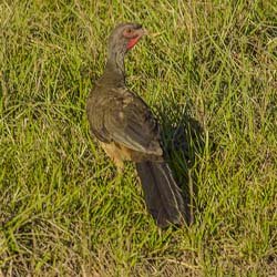 0366 Chao Chachalaca 9J8E6798
