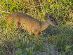 0367 Deer 9J8E6811