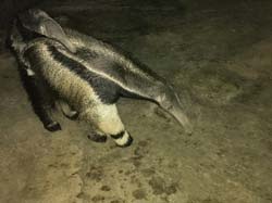 0371 Anteater with Juvenile Rider IMG_5213