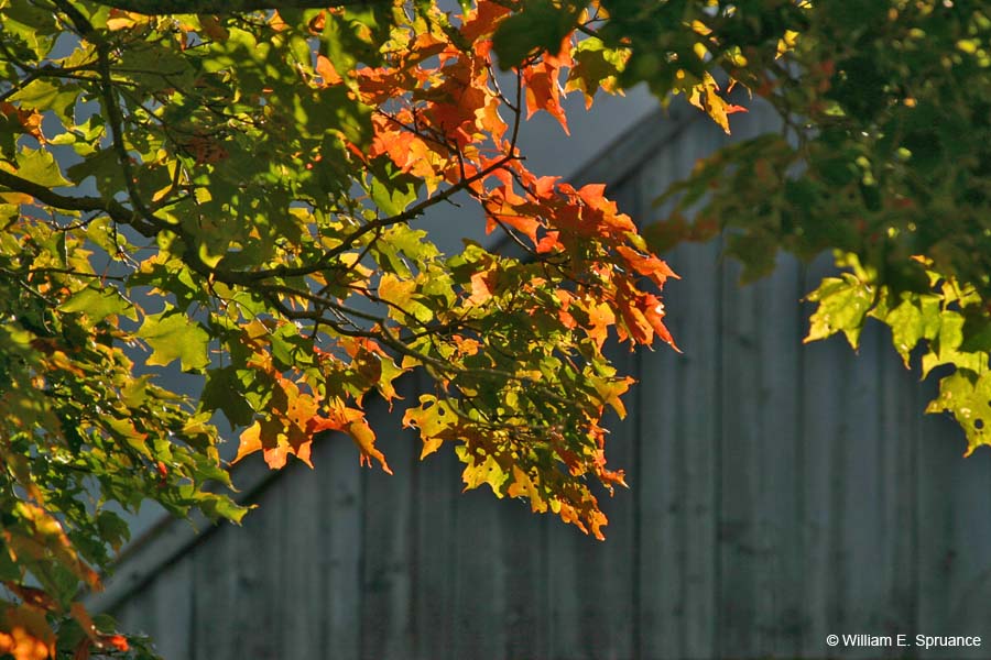 Autumn-Leaves-5027
