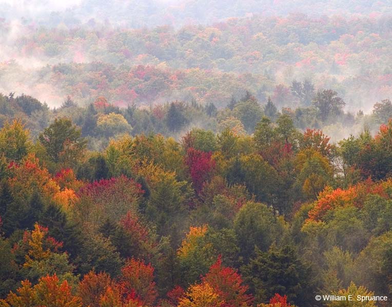 Autumn-Mist-5423