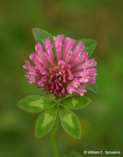Dandy-4965