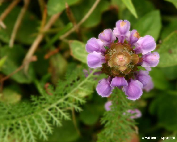 Flower-4984