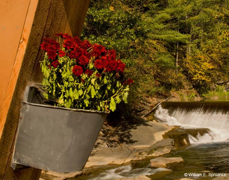 Flower-Bucket-5360