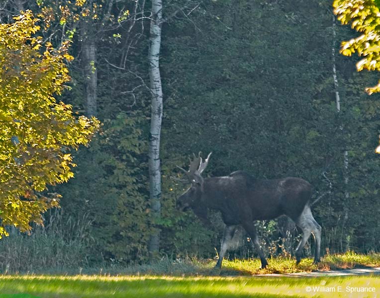 Moose-5046