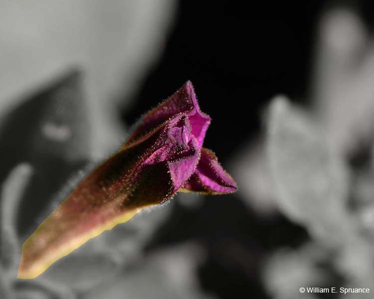 Purple-5041