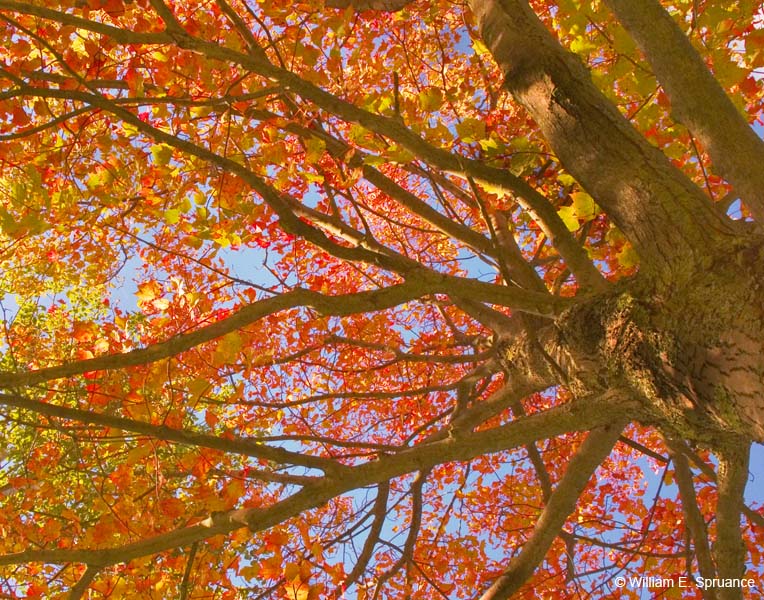 Sugar-Maple-5198