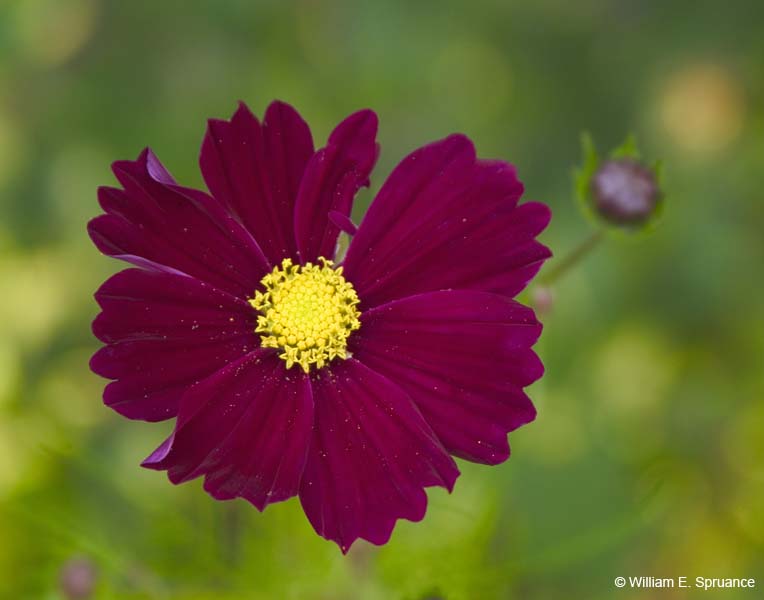 Wild-Flower-5105
