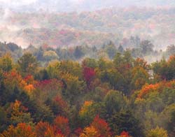 Autumn-Mist-5423