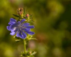 Blue-5066