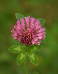 Dandy-4965