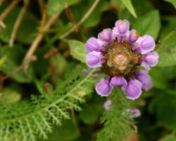 Flower-4984