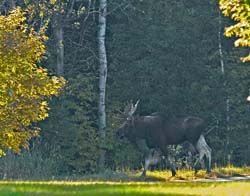 Moose-5046