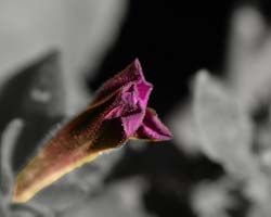 Purple-5041