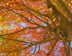 Sugar-Maple-5198
