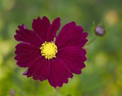 Wild-Flower-5105