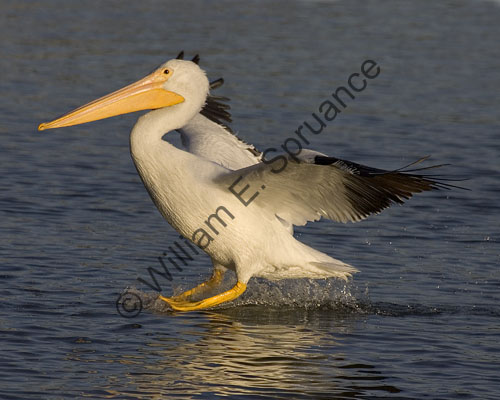 MG7A1922-Smooth-Touchdown