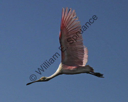 Roseate-Spoonbill-9227