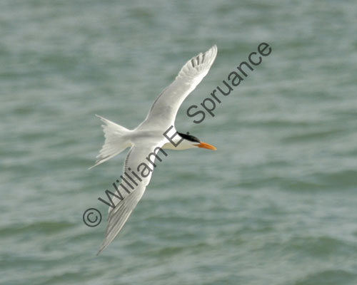 Royal-Tern-8672