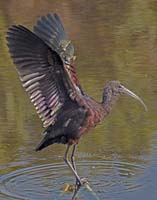 Glossy-Ibis-7061