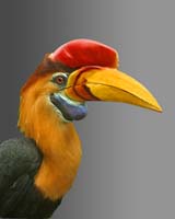Hornbill-portrait