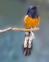 MG7A0687-White-Rumped