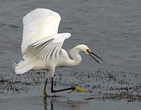 MG7A1368-Reddish-Step-