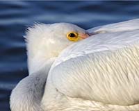 MG7A1908-White-Pelican