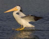 MG7A1922-Smooth-Touchdown