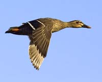 MG7A1963-Mallard-Duck