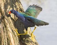 MG7A2280-Purple-Galinule