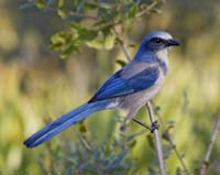 MG7A2375-Florida-Scrub-Jay