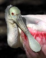 MG7A2797-Spoonbill-Portrait