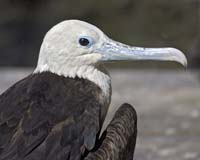 MG7A2840-Juvenile Frigatebird