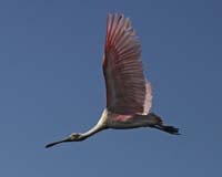 Roseate-Spoonbill-9227