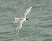 Royal-Tern-8672