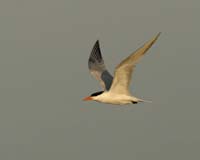 Royal-Tern-8829