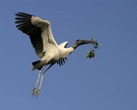 Wood-Stork-8972