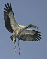 Wood-Stork-9095