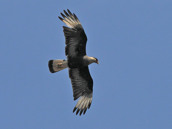 088 Southern Crested Caracara 11J8E2479