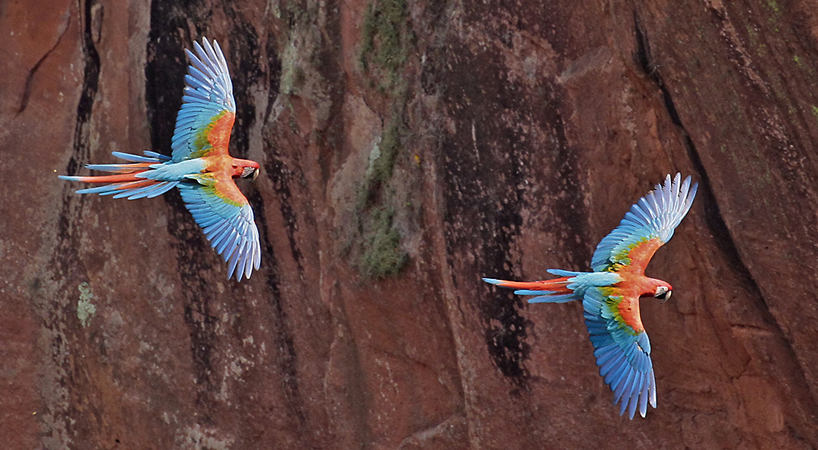 093 Red-and-green Macaws 11J8E1820